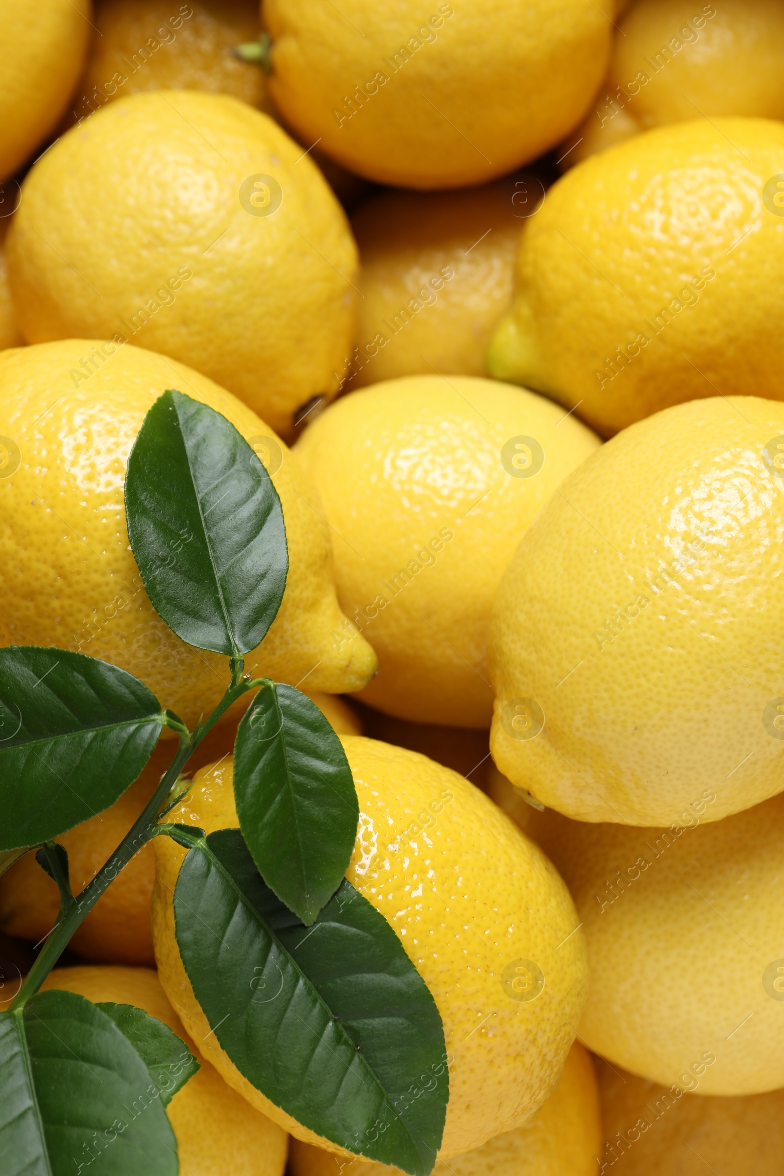 Photo of Fresh lemons and green leaves as background, closeup