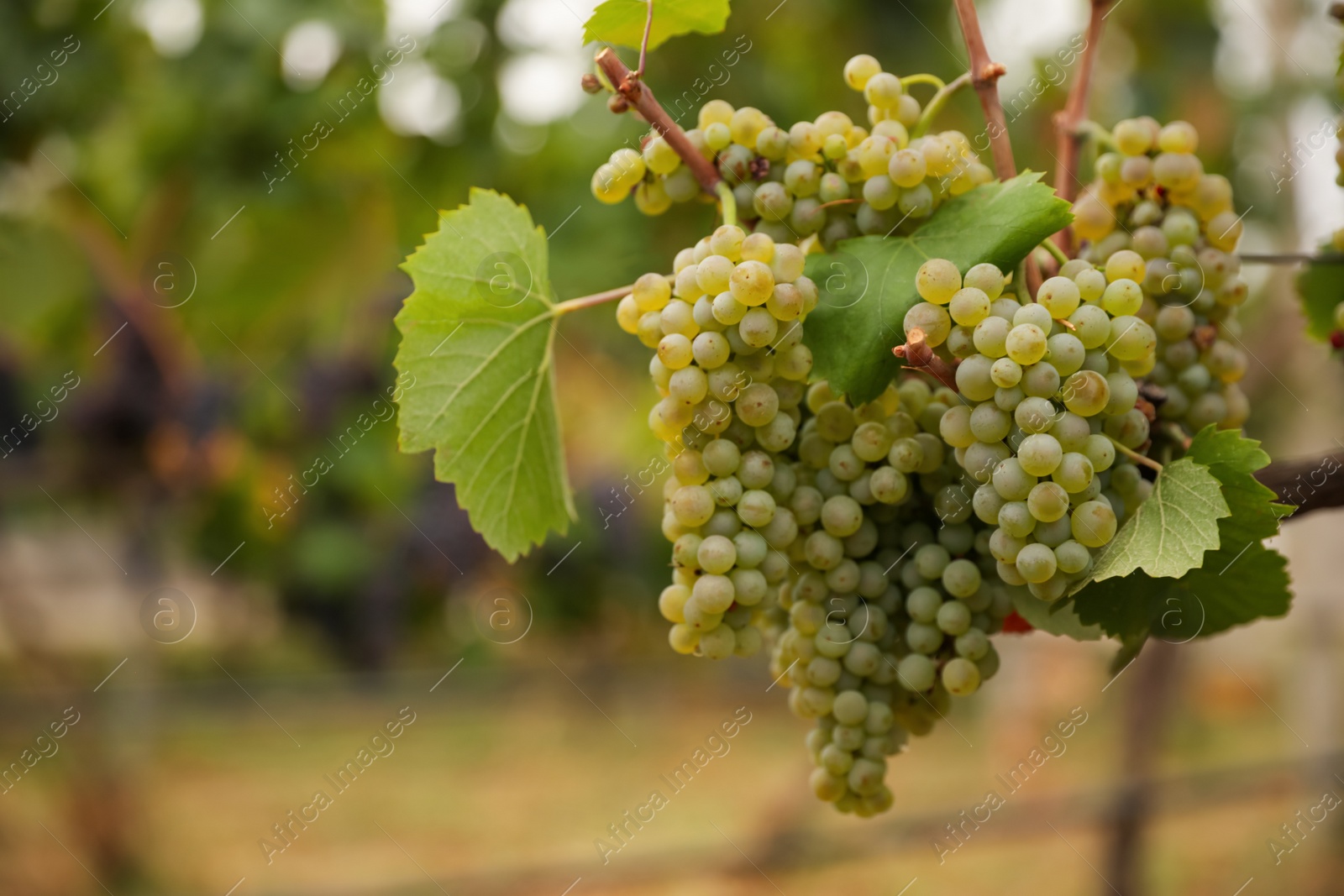 Photo of Bunch of ripe juicy grapes on branch in vineyard