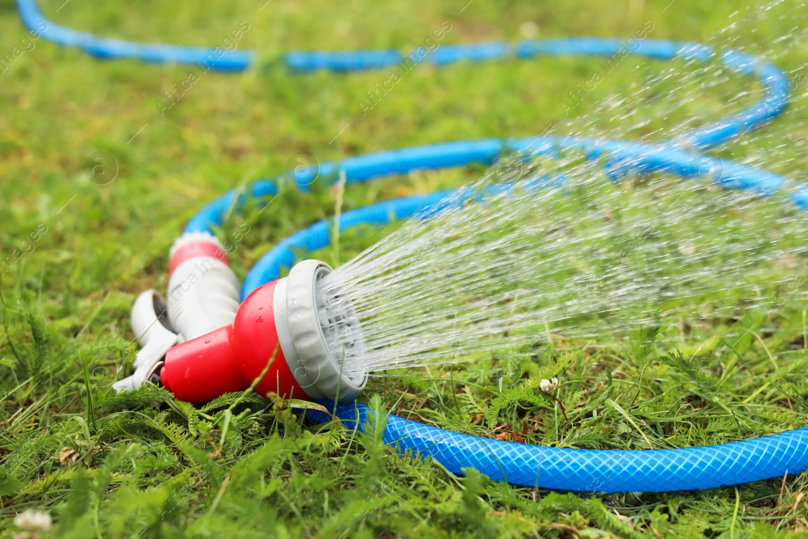 Photo of Water spraying from hose on green grass outdoors, closeup