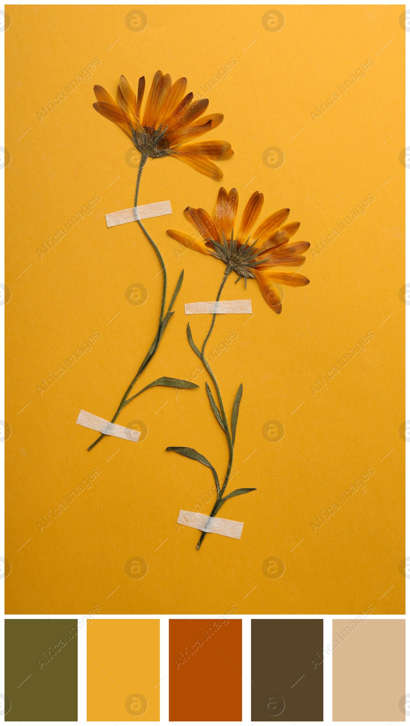 Image of Palette of autumn colors and wild pressed dried flowers on orange background, top view