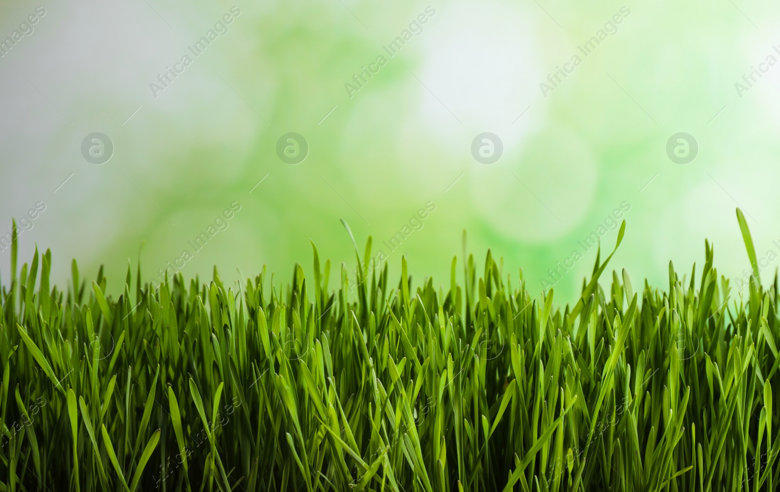 Photo of Fresh spring grass on blurred background, space for text