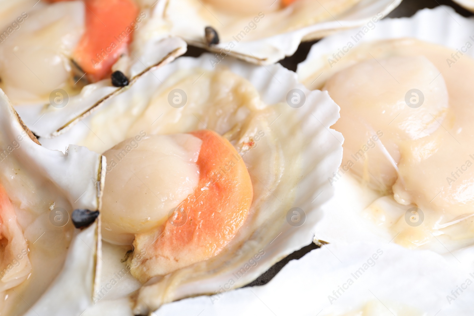 Photo of Fresh raw scallops in shells as background, closeup