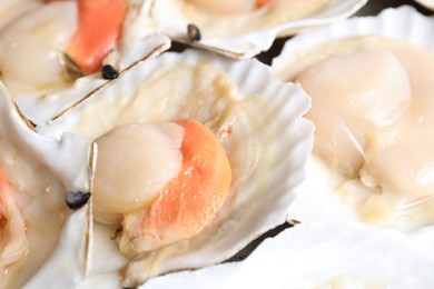 Photo of Fresh raw scallops in shells as background, closeup