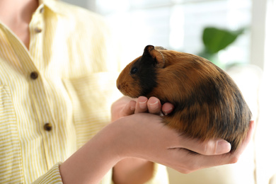 Woman holding cute small guinea pig indoors, closeup