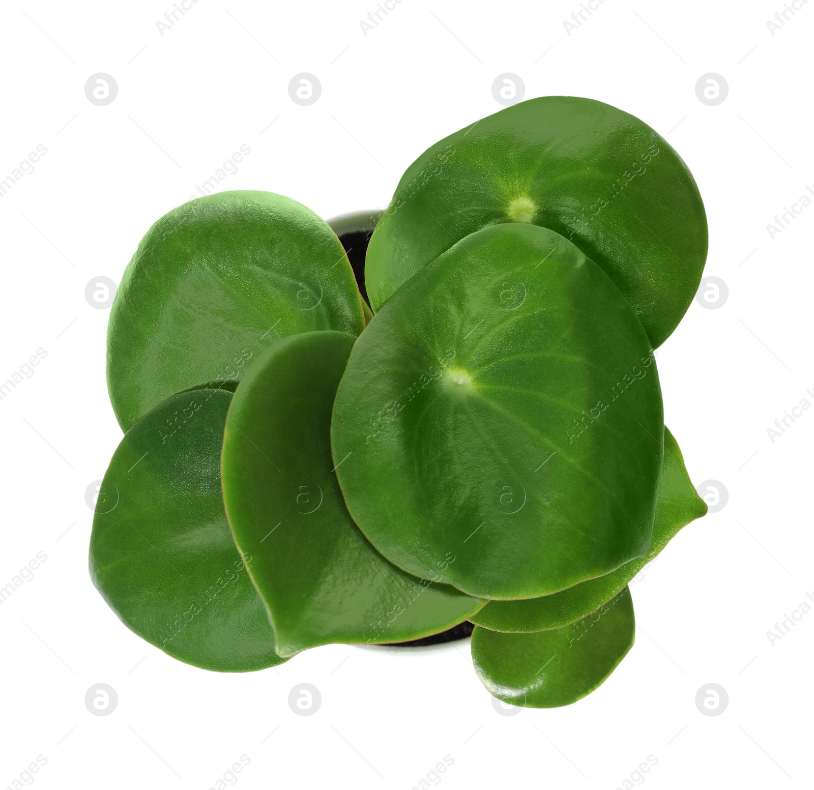 Photo of Beautiful peperomia plant on white background, top view. House decor