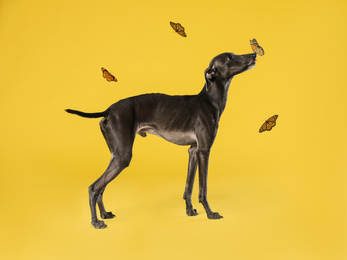 Image of Cute Italian Greyhound dog and butterflies on yellow background