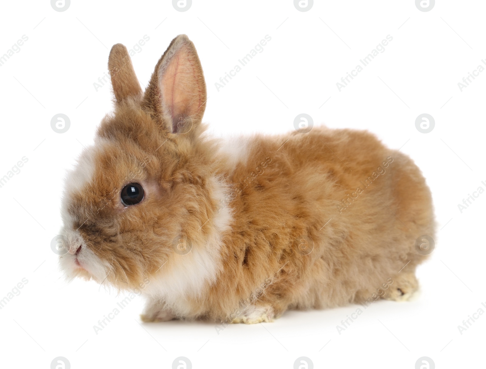 Photo of Cute fluffy pet rabbit isolated on white