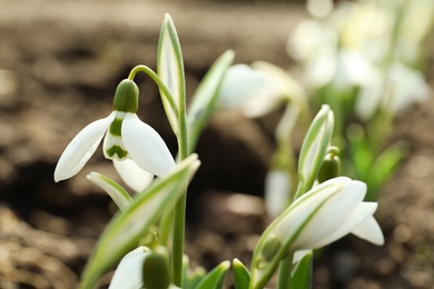 Beautiful snowdrop growing outdoors, closeup. Early spring flower