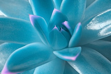 Beautiful succulent plant as background, closeup view