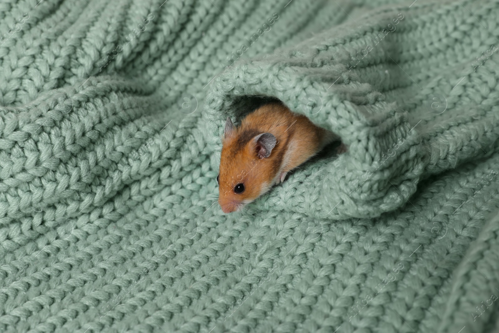 Photo of Cute little hamster in sleeve of green knitted sweater, space for text