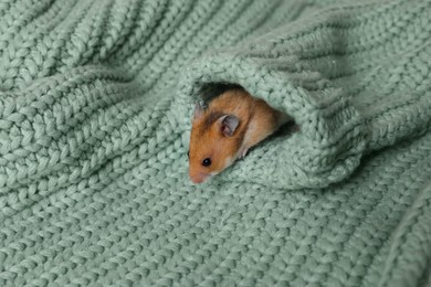 Cute little hamster in sleeve of green knitted sweater, space for text