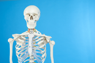Photo of Artificial human skeleton model on blue background. Space for text