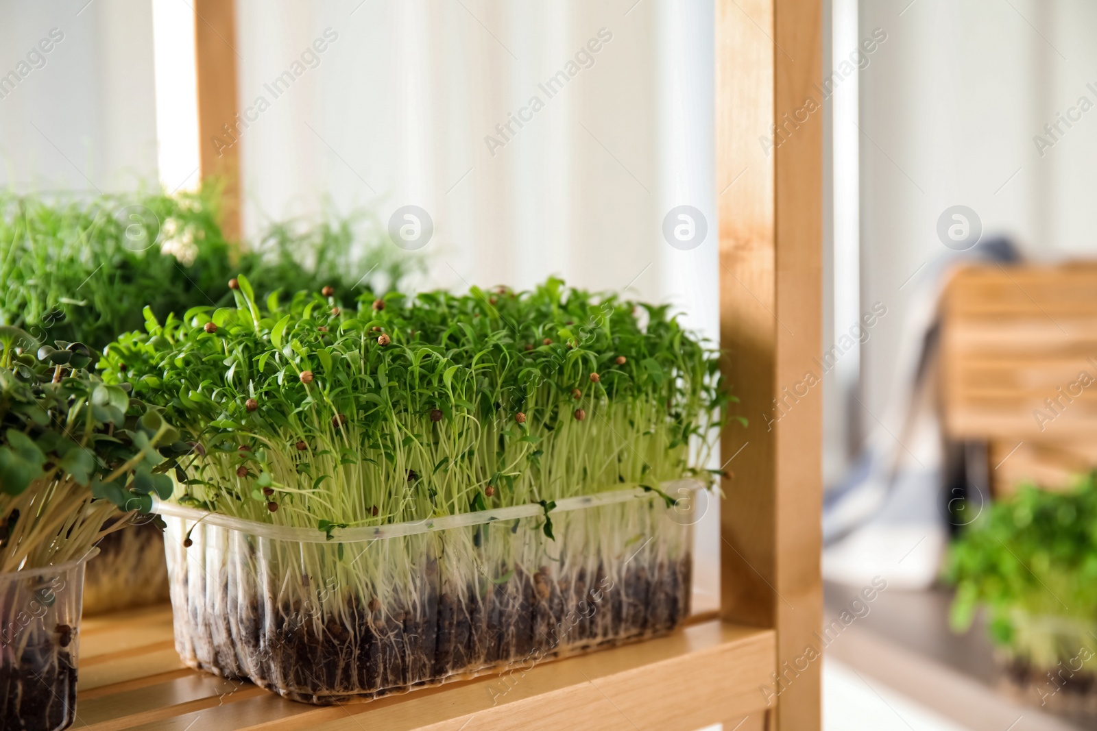 Photo of Fresh organic microgreens on shelving unit indoors