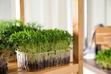 Photo of Fresh organic microgreens on shelving unit indoors