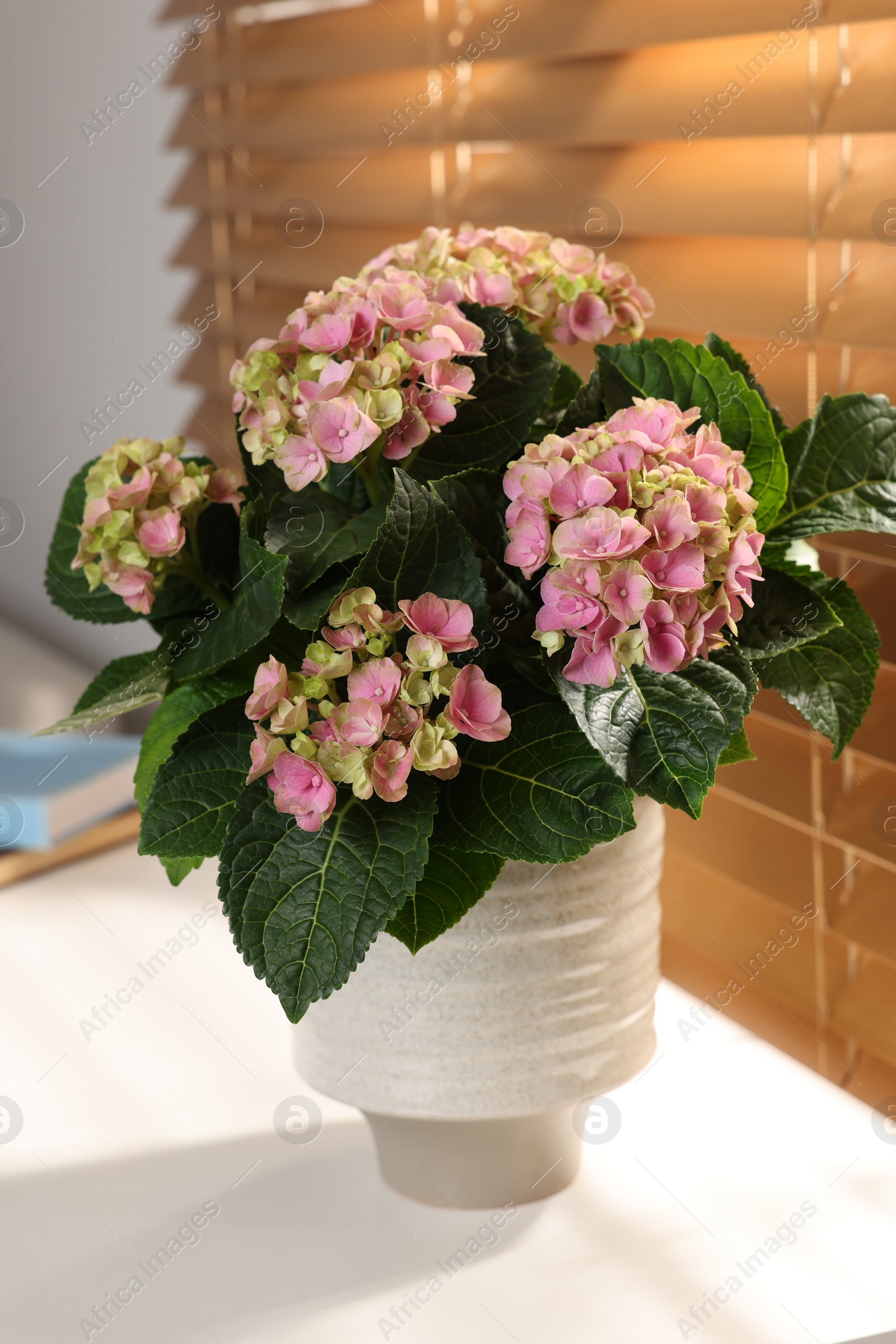 Photo of Beautiful pink hortensia flowers in vase on white table indoors