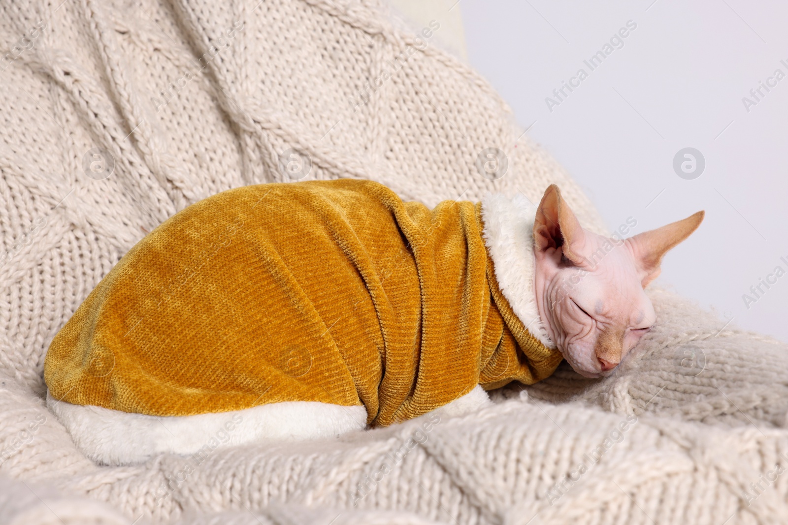 Photo of Cute Sphynx cat in warm sweater sleeping at home. Lovely pet