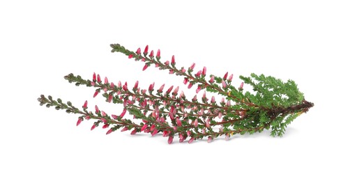 Branch of heather with beautiful flowers isolated on white