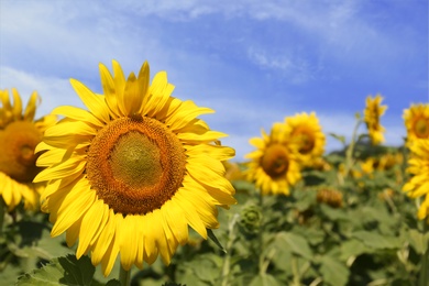 Beautiful sunflower growing in field, closeup view