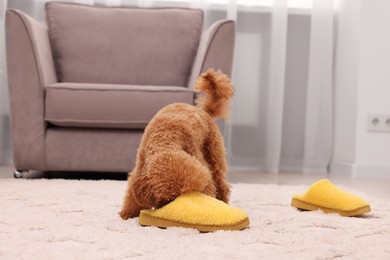 Photo of Cute Maltipoo dog near yellow slipper at home. Lovely pet