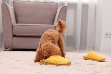 Cute Maltipoo dog near yellow slipper at home. Lovely pet