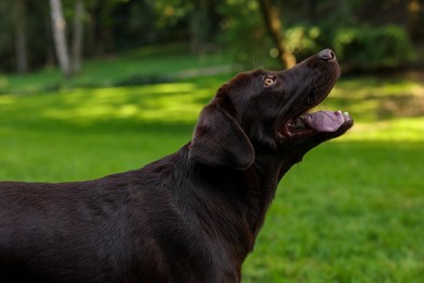 Photo of Adorable Labrador Retriever dog on walk in park