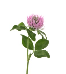 Photo of Beautiful clover flower with green leaves isolated on white
