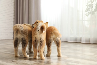 Photo of Cute akita inu puppies on floor at home