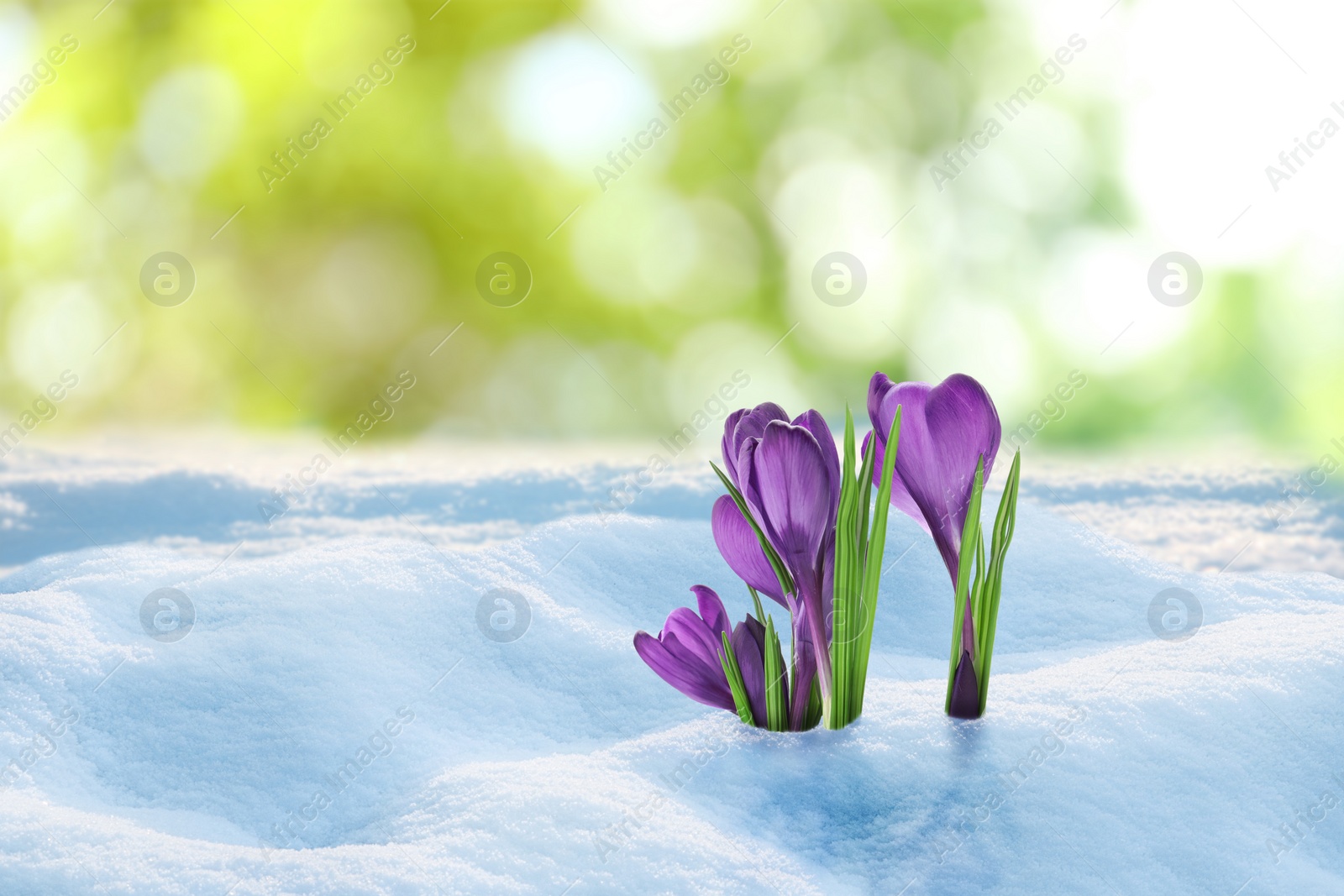 Image of Beautiful crocuses growing through snow outdoors on sunny day. First spring flowers