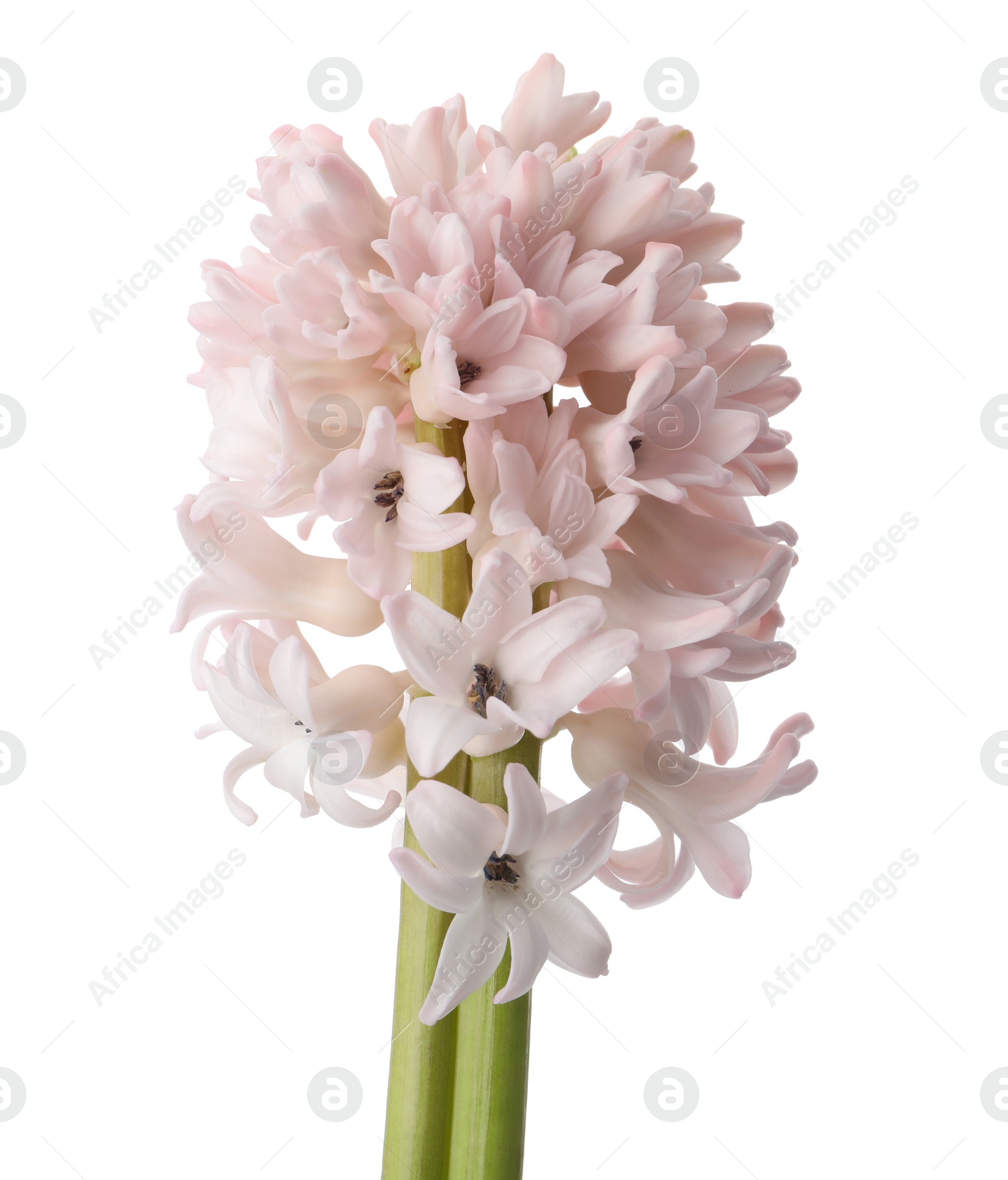 Photo of Beautiful pink hyacinth isolated on white. Spring flower