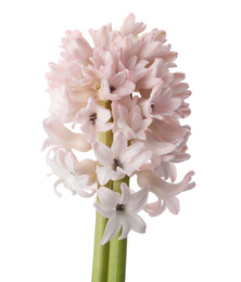 Photo of Beautiful pink hyacinth isolated on white. Spring flower