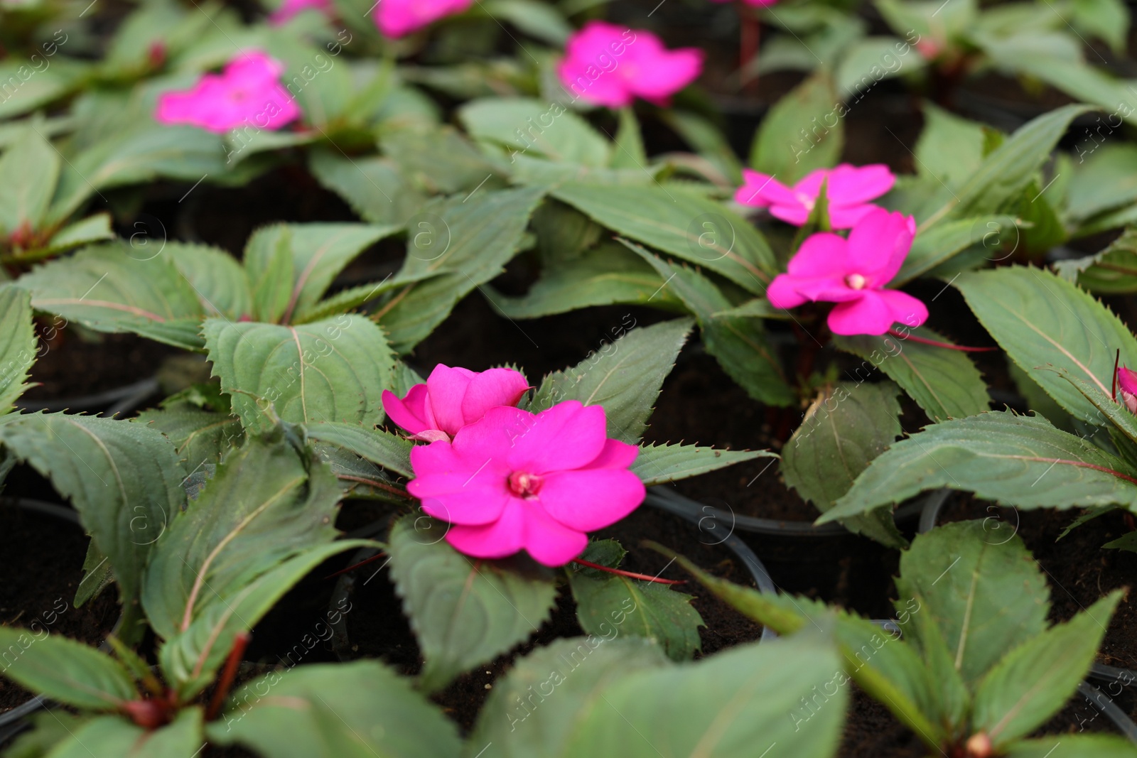 Photo of Many blooming flowers growing in pots with soil, closeup