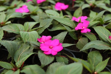 Photo of Many blooming flowers growing in pots with soil, closeup