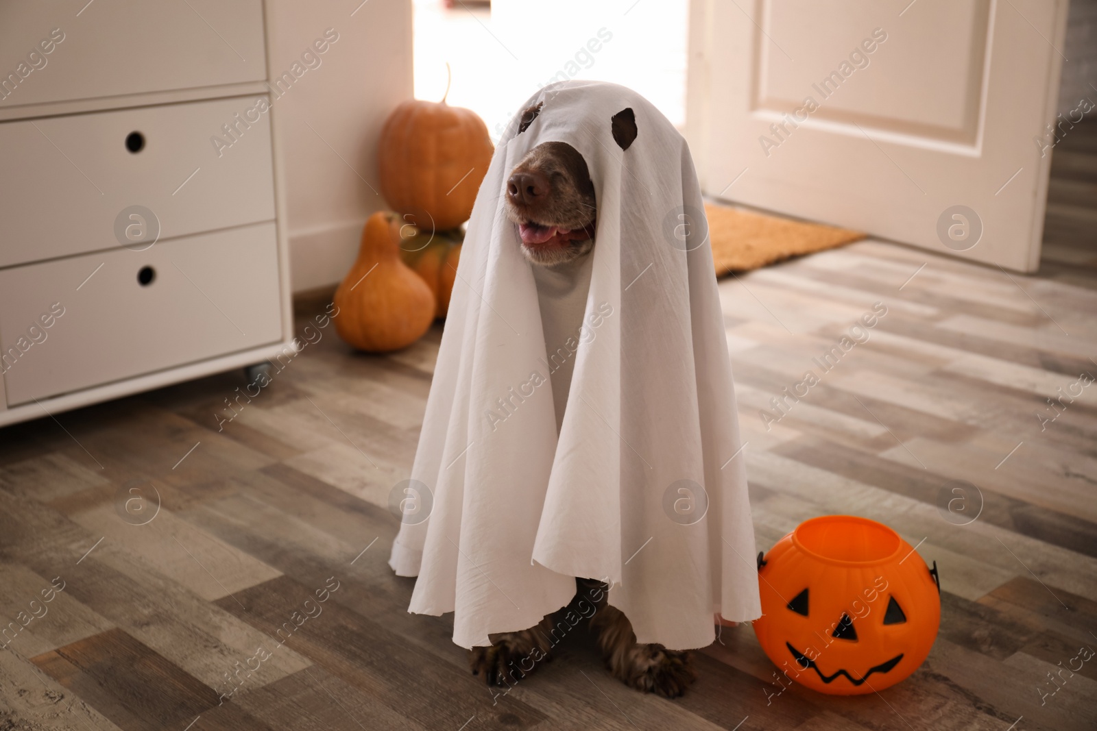 Photo of Adorable English Cocker Spaniel dressed as ghost with Halloween trick or treat bucket at home