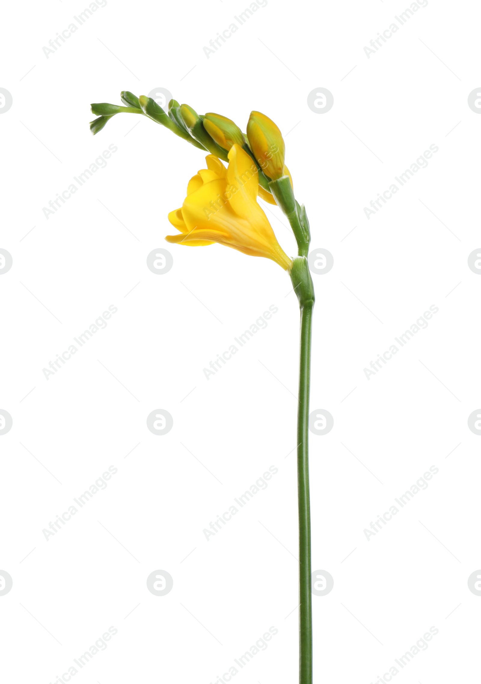 Photo of Beautiful yellow freesia flower isolated on white