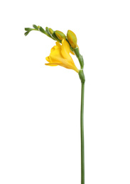 Beautiful yellow freesia flower isolated on white