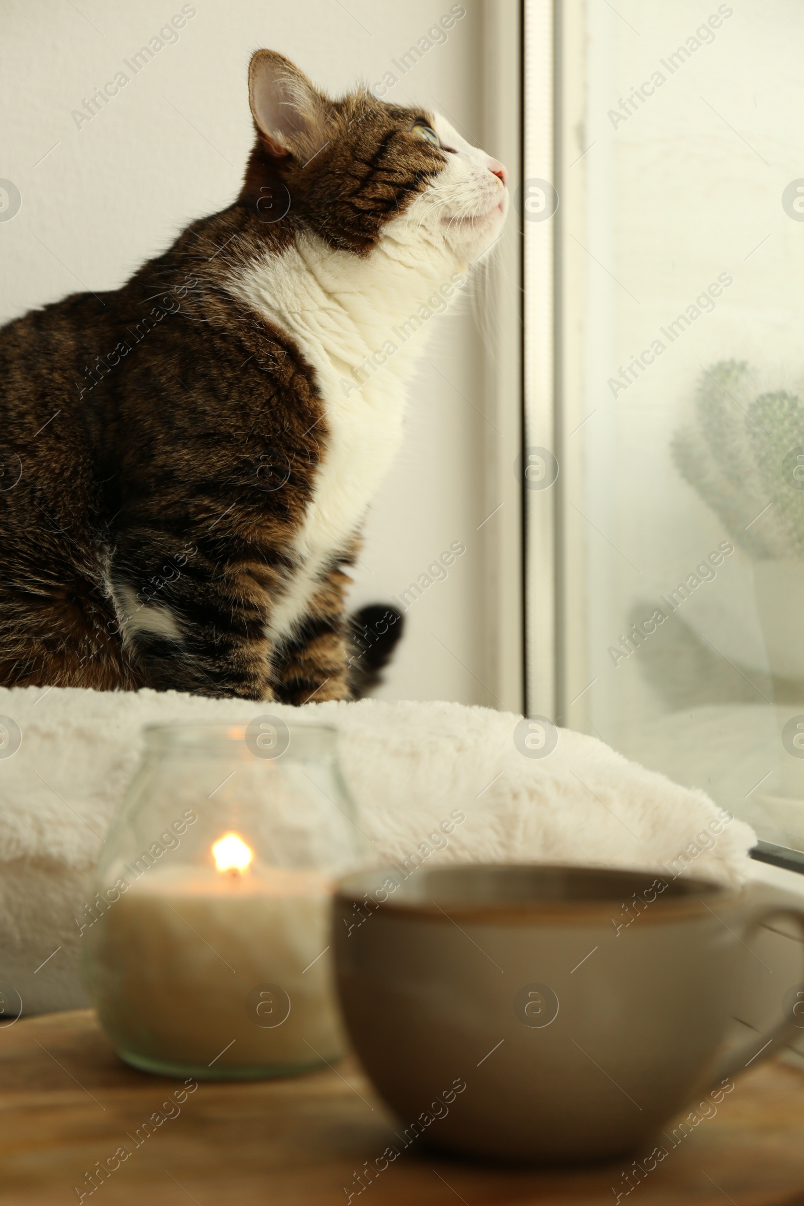 Photo of Cute cat, cup of hot drink and burning candle on window sill at home. Adorable pet