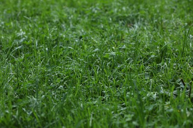 Photo of Fresh green grass with water drops growing outdoors in summer, closeup