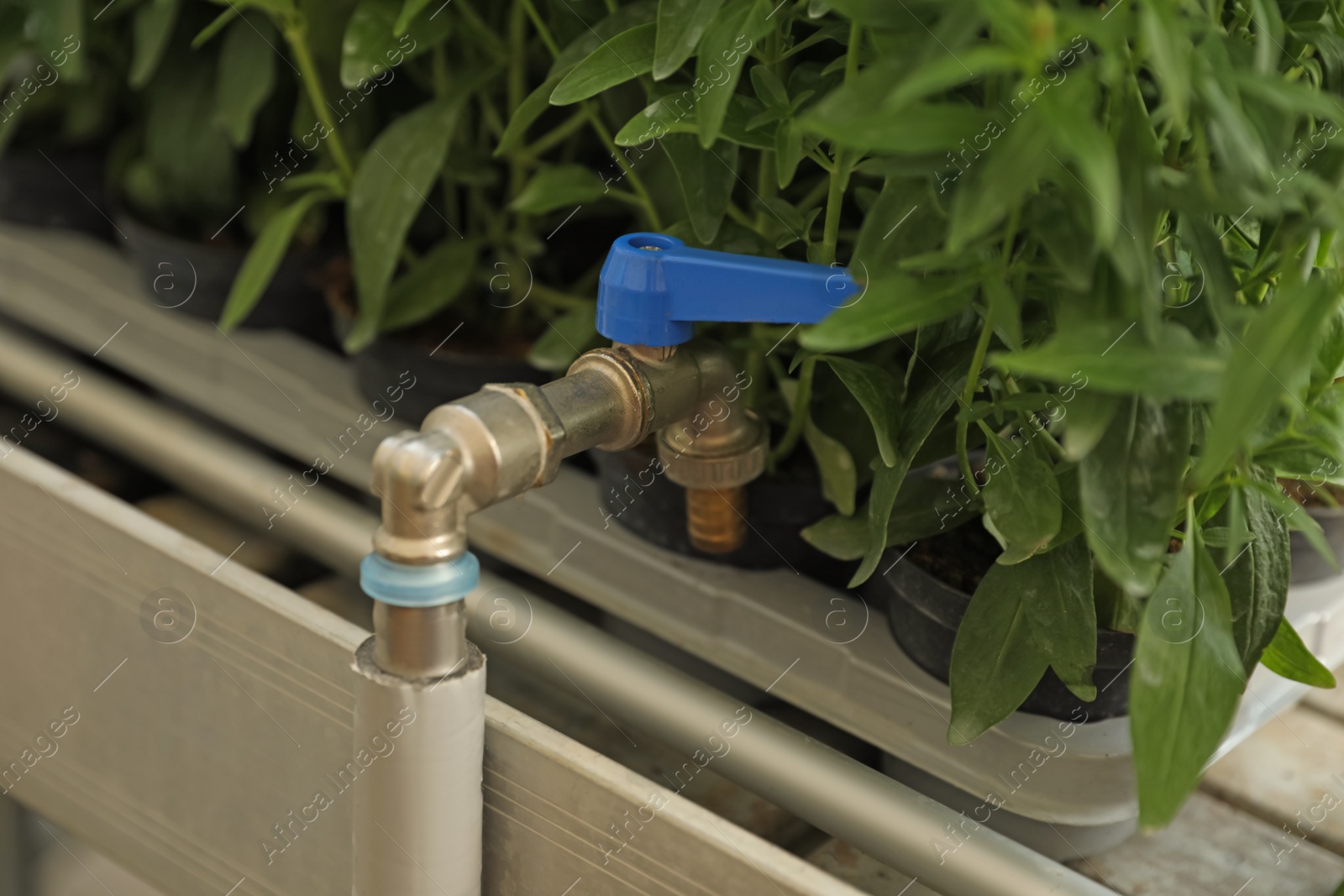 Photo of Water tap with hose near green plants in garden center, closeup