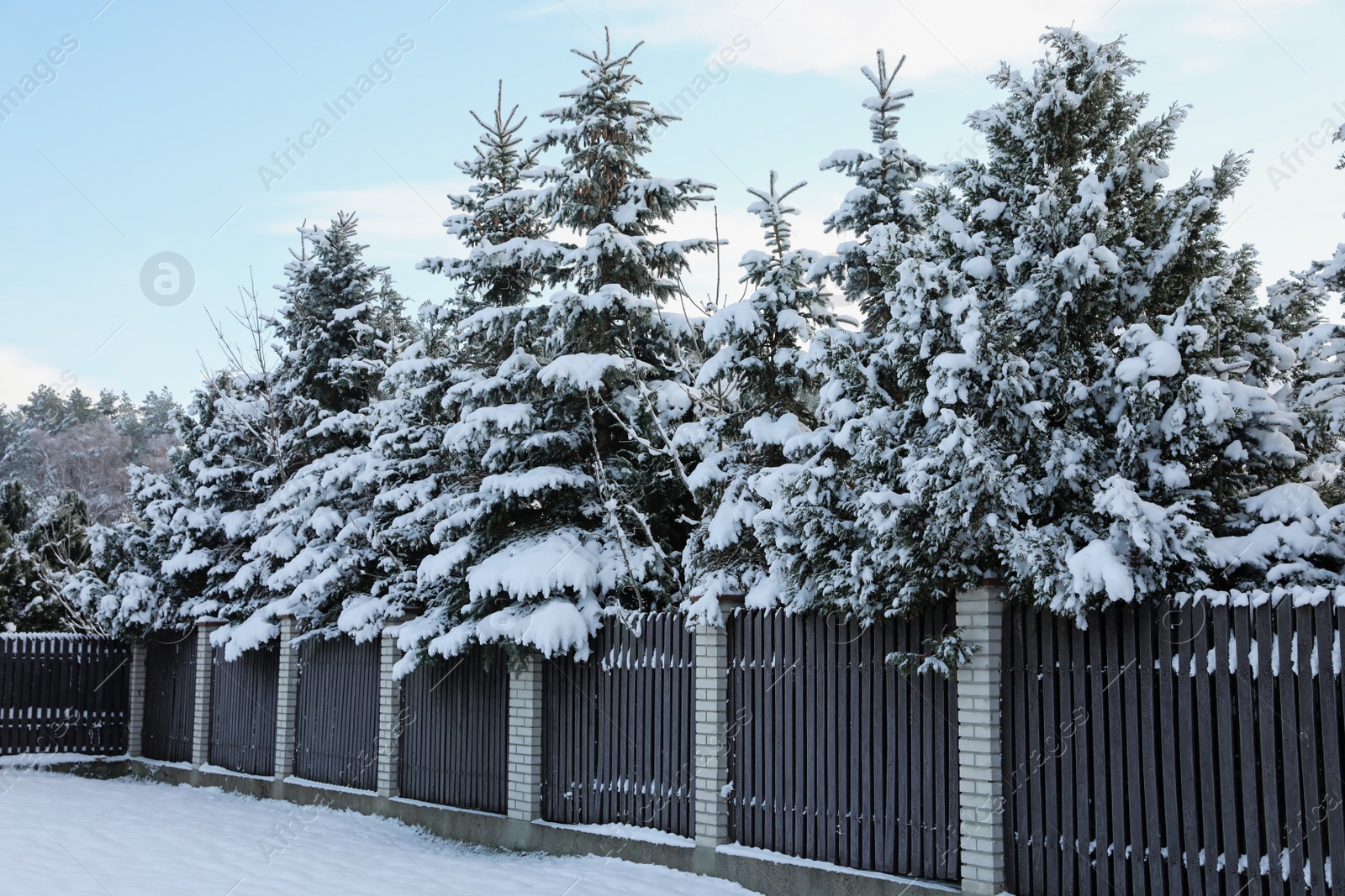Photo of Coniferous trees covered with snow in winter morning