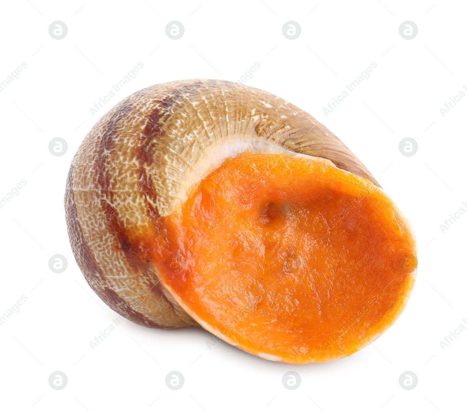 Photo of One delicious cooked snail isolated on white