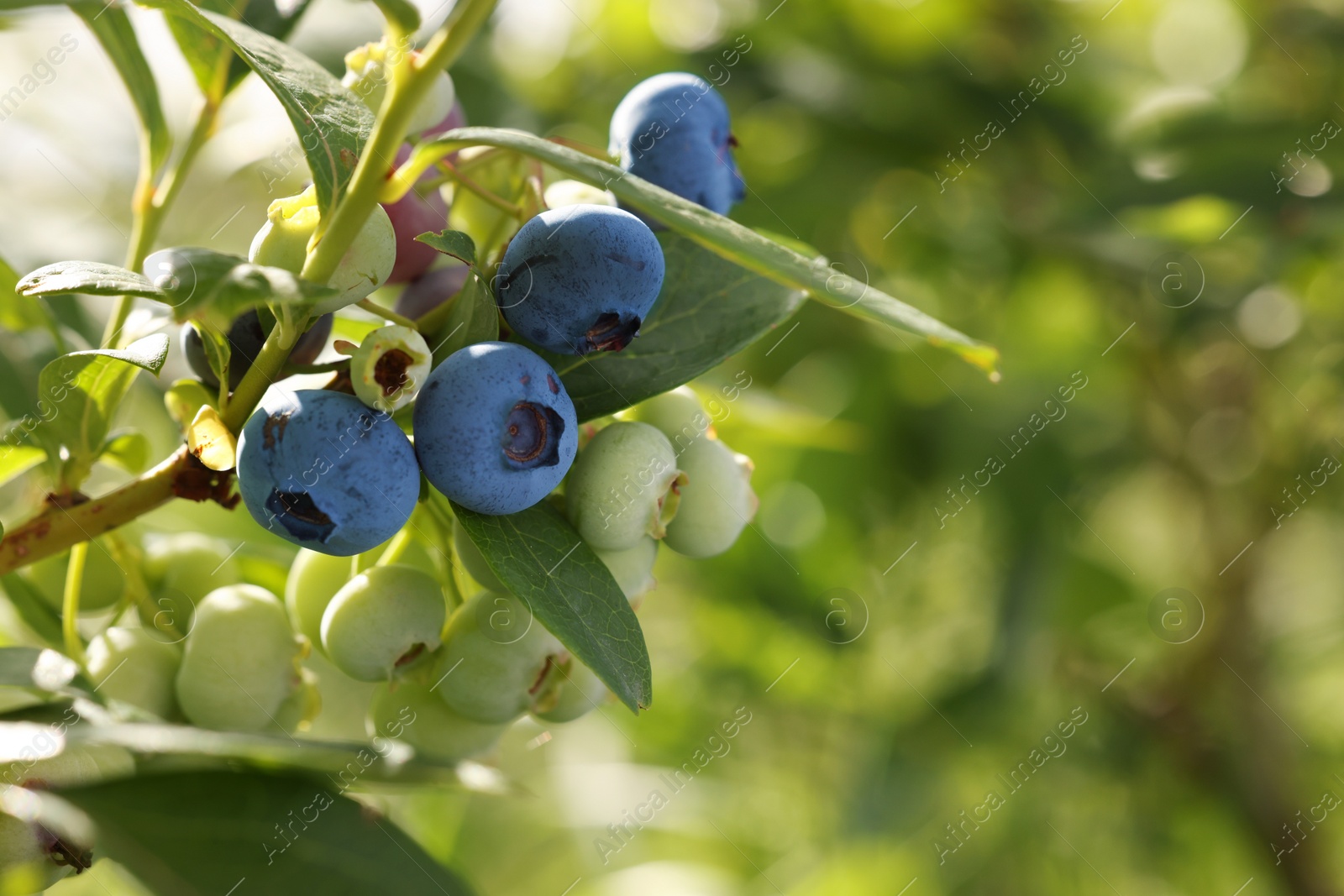 Photo of Wild blueberries growing outdoors, closeup and space for text. Seasonal berries