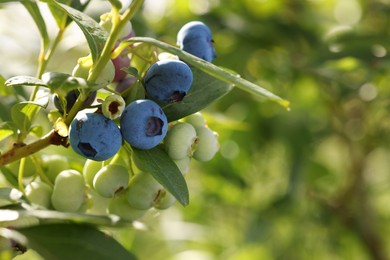 Wild blueberries growing outdoors, closeup and space for text. Seasonal berries