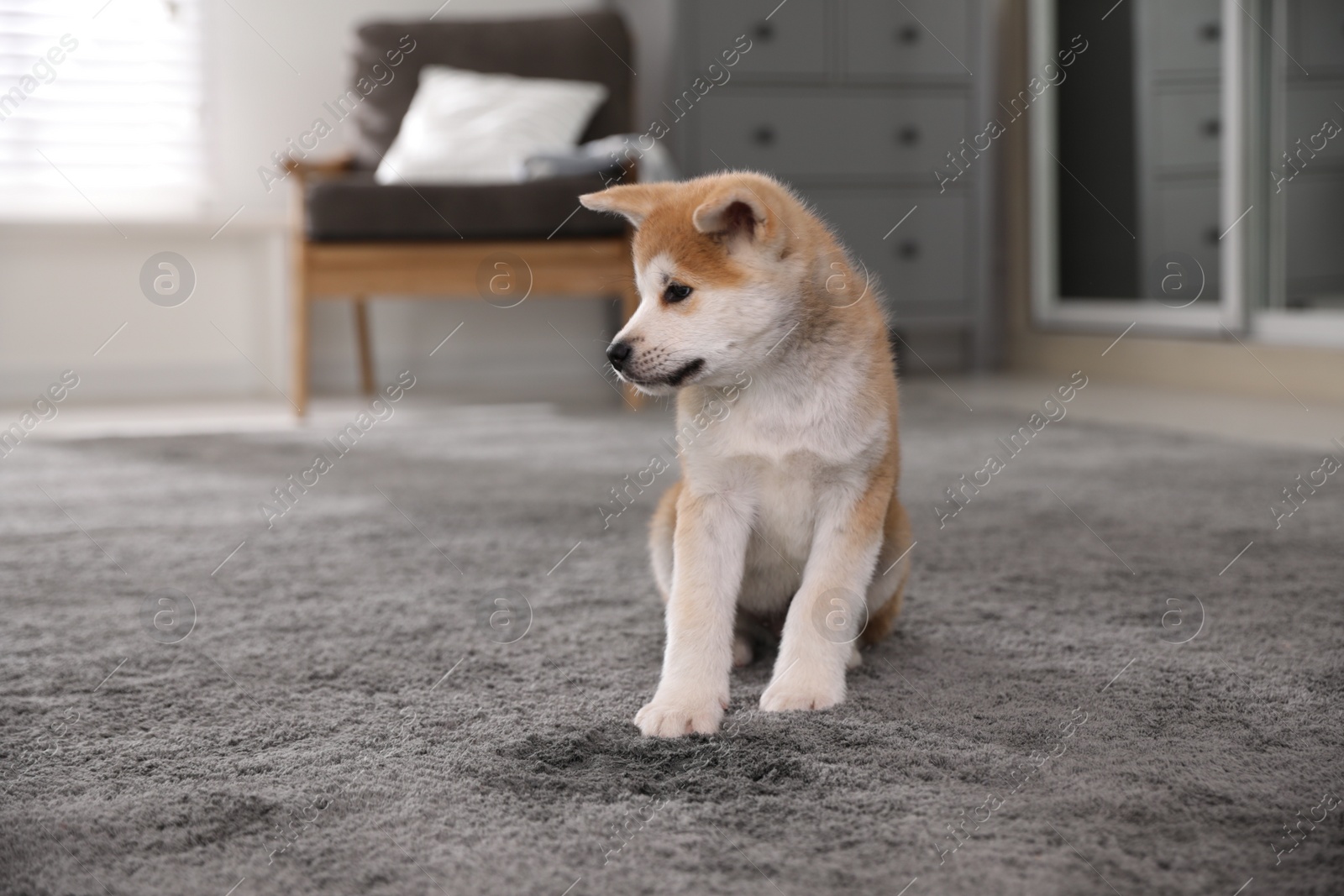 Photo of Adorable akita inu puppy near puddle on carpet at home