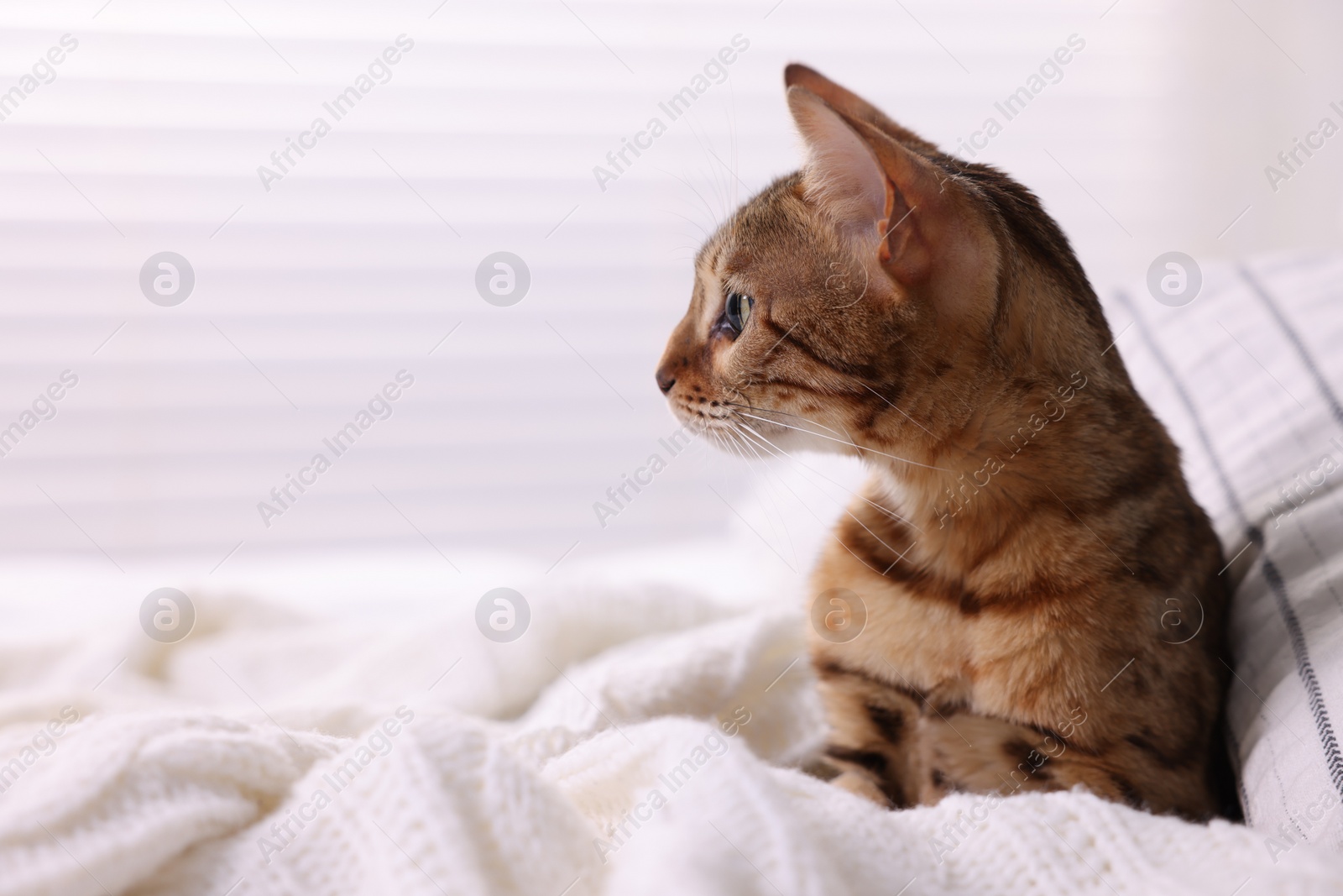 Photo of Cute Bengal cat lying on bed at home, closeup and space for text. Adorable pet