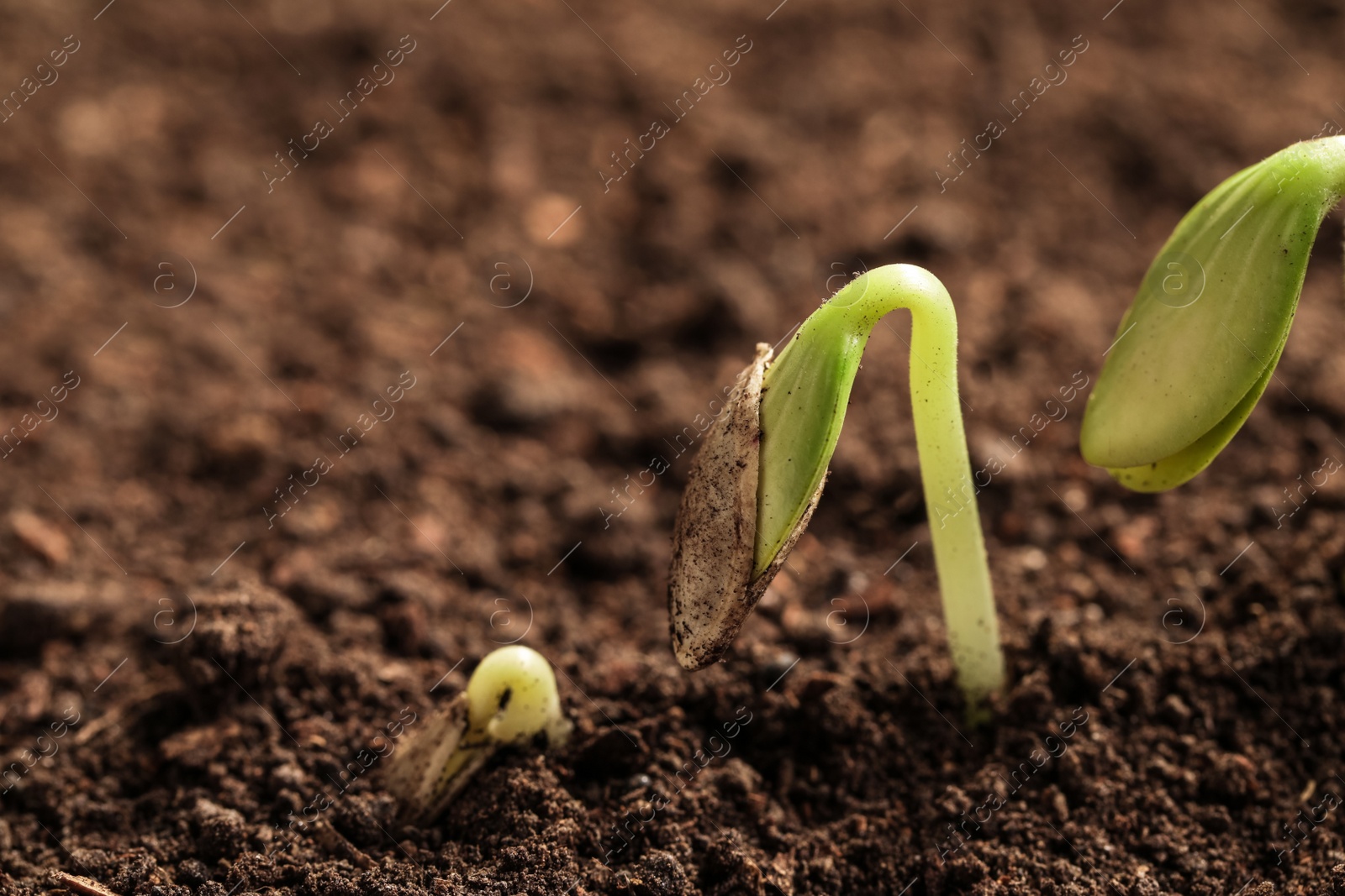 Photo of Little green seedlings growing in soil, closeup view. Space for text