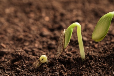 Photo of Little green seedlings growing in soil, closeup view. Space for text