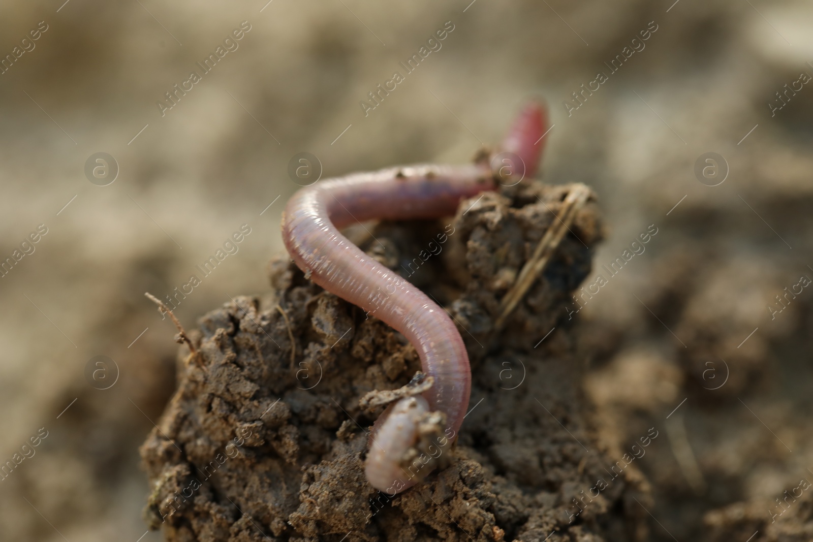 Photo of One worm in wet soil, closeup. Terrestrial invertebrates