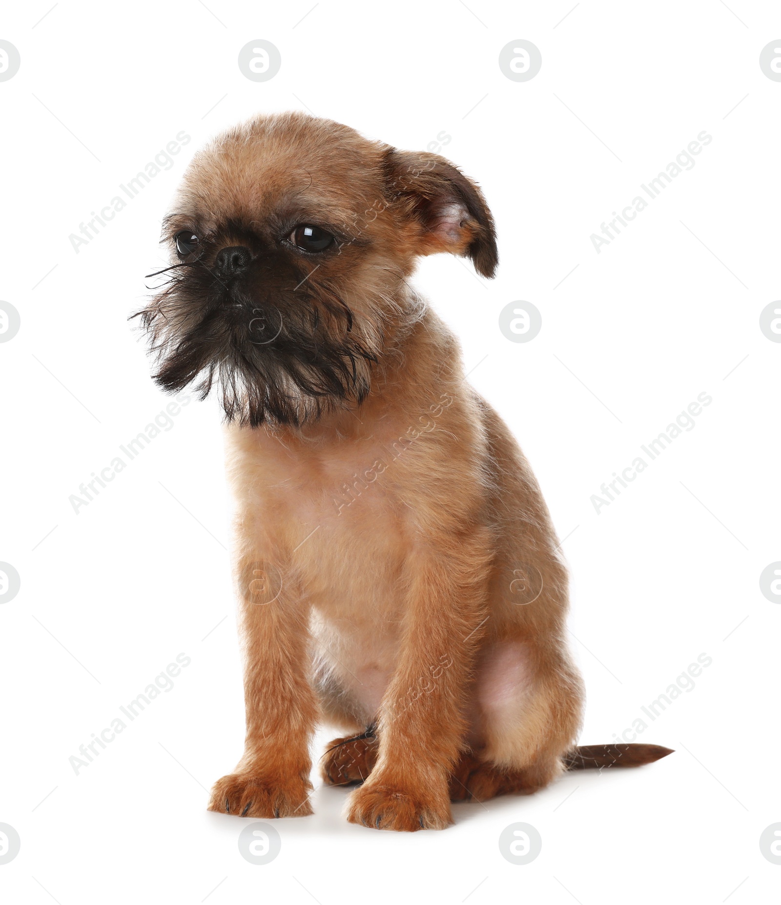 Photo of Studio portrait of funny Brussels Griffon dog on white background