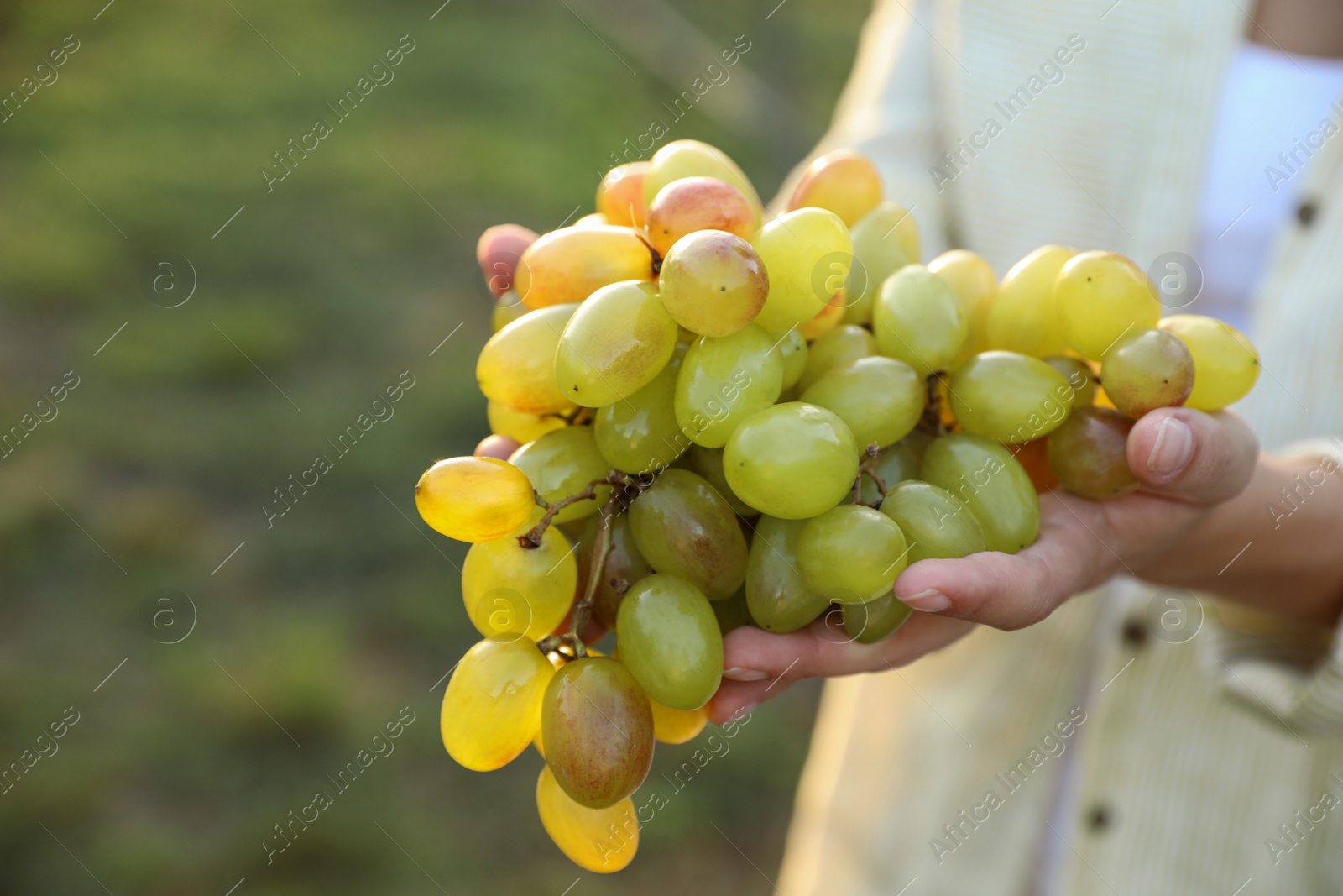 Photo of Woman holding cluster of ripe grapes in vineyard, closeup