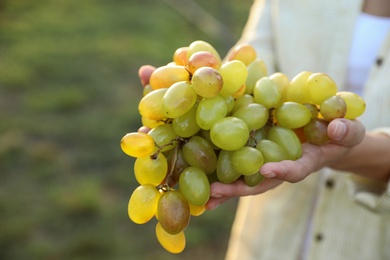 Photo of Woman holding cluster of ripe grapes in vineyard, closeup